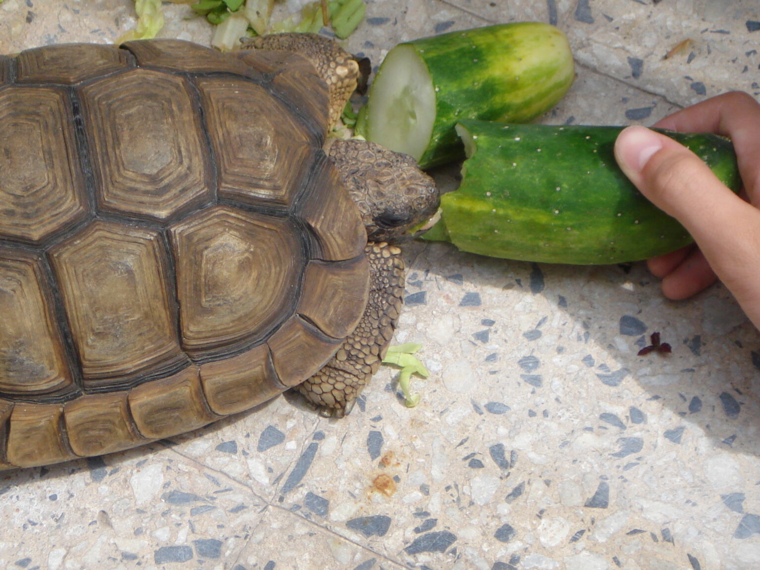 Qué darle de comer a una tortuga Qué darle de comer a una tortuga
